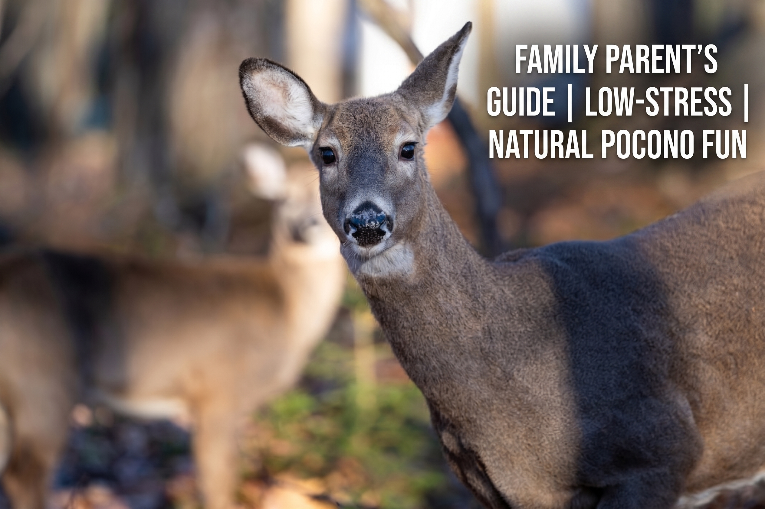 The No-Meltdown Guide to the Poconos: Best Family Spots for Every Age